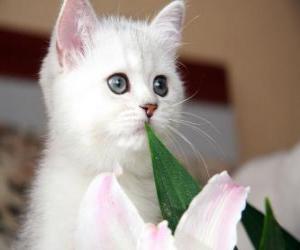 yapboz Beyaz kedi